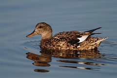 David Plant Photography - Wildlife Photography - Gadwall - F